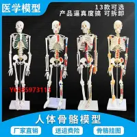 在飛比找Yahoo!奇摩拍賣優惠-模型人體骨骼模型骨架全身骨頭小白骷髏人迷你仿真教學模型解剖可