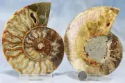 Large Ammonite Pair 136mm Great Crystals 5.4" 110myo Dino age Fossil 4324uu