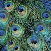 PAPER NAPKINS / SERVIETTES PEACOCK FEATHERS DECOUPAGE MADE IN GERMANY A