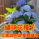 💥【多款精品繡球花種子】夏繡球花種子 開花不斷 超多款繡球花種子 四季播種 陽台 庭院種植 七彩繽紛繡球花 盆栽花卉種子