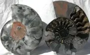 RARE 1-n-100 BLACK Ammonite PAIR Deep Crystal 110myo FOSSIL XL 242mm 9.5" 1097xx