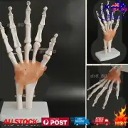 Life Size Flexible 1:1 Human Foot Ankle Anatomy Model Human Foot Skeleton Model+