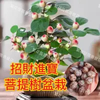 在飛比找蝦皮購物優惠-💥💥【菩提樹盆栽 樹苗 種子】好運來菩提樹盆栽 招財運植物 