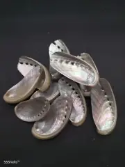 10 x Abalone Haliotis asinina sea shells. Craft beach home decor 2-2.5"