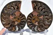 Pair Ammonite MultiColor Crystals 180mm XXLG 7.1" Dinosaur FOSSIL 110myo 2955xx