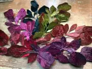 vintage millinery leaves 1940s velvet silk 1 spray made in Japan