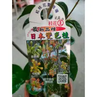 在飛比找蝦皮購物優惠-花巷-日本變色桂/桂花品種/開花植物/綠化植物/6吋