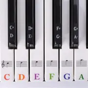 Key Note 37/49/54/61/88 Keyboard Sticker 5 in1 Universal Piano Learner Music