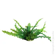 Aqua One Ecoscape Ruffled Lace Planter - Medium / Green