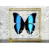 在飛比找蝦皮購物優惠-黑邊摩爾弗蝶Morpho deidamia briseis 