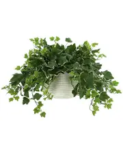 Creative Displays Ivy Plant in Glass Vase