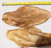 BEEF EARS XL With Lobe / scroll 20 to 30cm 10 ears AUSTRALIAN EARS Free Post
