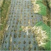 10m 5 Holes Black Plastic Mulch Film, for Agricultural Vegetable Plants Grow Films Greenhouse Keep Warm Perforated PE Film