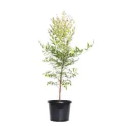 270mm Sacred Bamboo - Nandina domestica