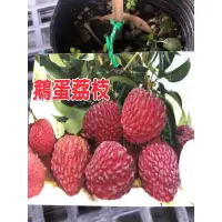 在飛比找蝦皮購物優惠-鵝蛋荔枝⋯/4寸袋～扦插植株