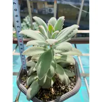 在飛比找蝦皮購物優惠-多肉 仙人掌 植物 Kalanchoe 景天科伽藍菜屬 兔耳