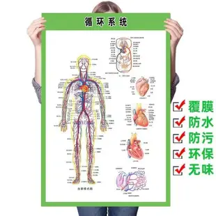 3.23 熱賣 人體器官圖腸道消化系統示意圖人體器官結構掛圖醫學宣傳海報高清