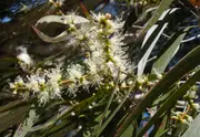 Melaleuca leucadendra Fine Leaf Melaleuca Tree -