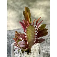 在飛比找蝦皮購物優惠-多頭雲彩閣｜Euphorbia trigona 'Rubra