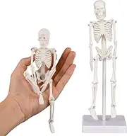 Ultrassist Mini Skeleton Toy, 7.8" Tiny Skeleton Model with Detachable Skull for Kids, Great Skeleton Decoration for Desktop, Halloween and Easter