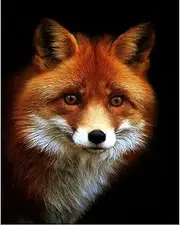 PPTRTYQ Paint by Numbers Kits Adult Beginners Fox Animal Art Portrait