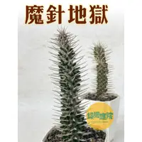 在飛比找蝦皮購物優惠-綠果庭院-多肉植物 魔針地獄 Alluaudia monta