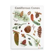 Kaplan Early Learning Coniferous Cones Giclee 18" x 24" Wall Print