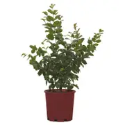 200mm Crepe Myrtle - Lagerstroemia purple Magic