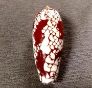 Conus aulicus 75.2mm F+++/GEM nice DARK pattern FAT body shaped collection WOW!