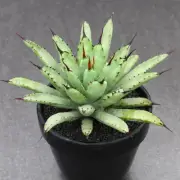 12CM Succulent Agave Plant Agave Macroacantha Agavaceae Home Garden Agave Plant