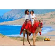 Save 16.00%! Beach Camel Ride & Encounter in Cabo