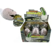 Hatching Crocodile Egg