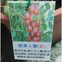 在飛比找PChome商店街優惠-水果果苗 ** 鈣果6號 ** 4.5吋盆/ 10-30公分