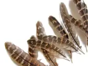 1 Pack - 4-6" Natural Ringneck Pheasant Wing Round Quills Feather 0.2 oz. Craft