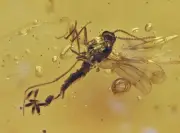 Detailed Gnat laying eggs, Fossil insect inclusion in Burmese Amber