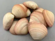 25 Pieces Pink Red Clam Megapitaria Aura Tica Shell Natural Seashell 3-4"