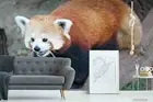 3D Animals Red Panda Wallpaper Wall Murals Removable Wallpaper 63