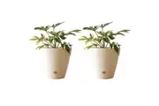 2x Northcote Pottery Leonard 31x27cm Self Watering Plant Pot Garden Decor White