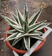 16cm liveSucculent Plant Agave victoriae-reginae 'White Rhino' WYSIWYG Boutique