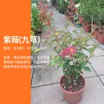 【觀葉魔人】6吋 紫薇 九芎 觀葉植物 網紅植物 室內植物 綠化盆栽 陽台植物
