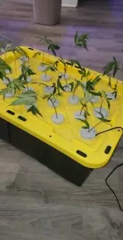 AutoRooter: Indoor hydroponic grow system for clones
