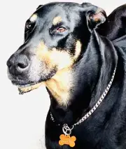$5.50 Any Size Buy 2 Get 1 FREE ENGRAVED TAG DOG-CAT!!! Back side Included