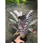 漫活雨林 AECHMEA WIDE LEAF X BLACK EBONY /斑馬積水鳳梨/蜻蜓積水鳳梨/積水鳳梨/觀賞