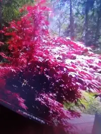 在飛比找Yahoo奇摩拍賣-7-11運費0元優惠優惠-特殊少見的老粗頭露根造型漂亮優美，日本品種紅楓樹槭樹小品盆栽