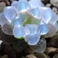 在飛比找蝦皮購物優惠-桃園 精品多肉植物種子 冰燈水晶玉露 姬玉露多肉種 十二卷多