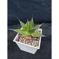 在飛比找蝦皮購物優惠-Agave horrida 霍利達 霍立達 龍舌蘭 實生