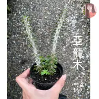 在飛比找蝦皮購物優惠-小花園藝 亞龍木 3吋盆 $60