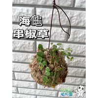 在飛比找蝦皮購物優惠-現貨【滿額免運】海龜串椒草 海龜椒草 鈕扣椒草 外星人的植物