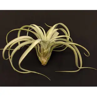 空氣鳳梨－霸王鳳 X 香檳－Tillandsia xerographica Xchiapensis－極美絨毛優雅交種