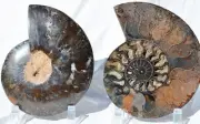 Large Black Ammonite Pair Nice Crystals 110myo Dino age Fossil 171mm 6.7" 9540aa